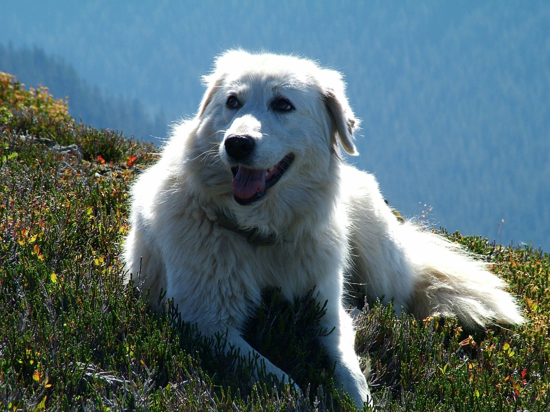A white Maremma Sheepdog resting in an alpine meadow with mountains in the background